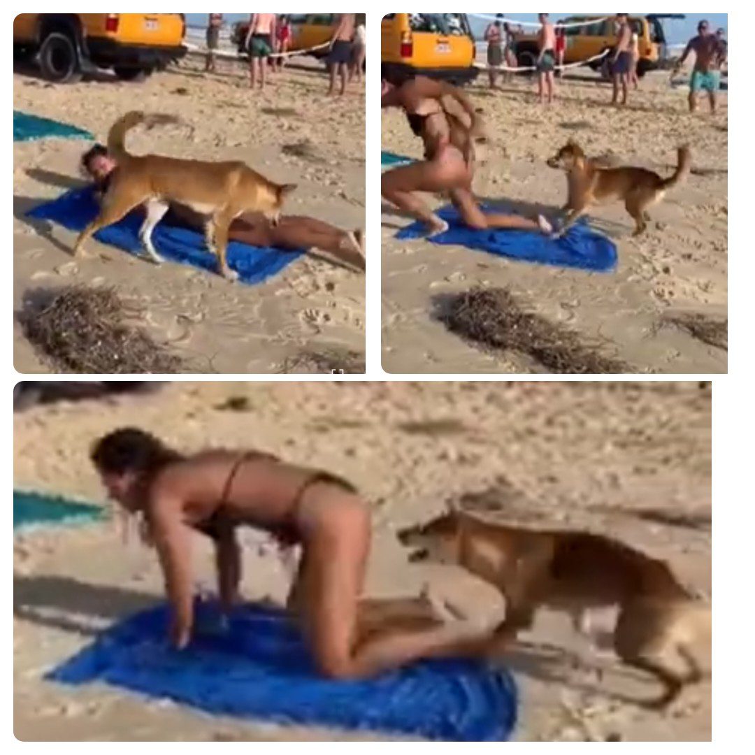 WATCH: Wild dog bites tourist on the bum while she was relaxing